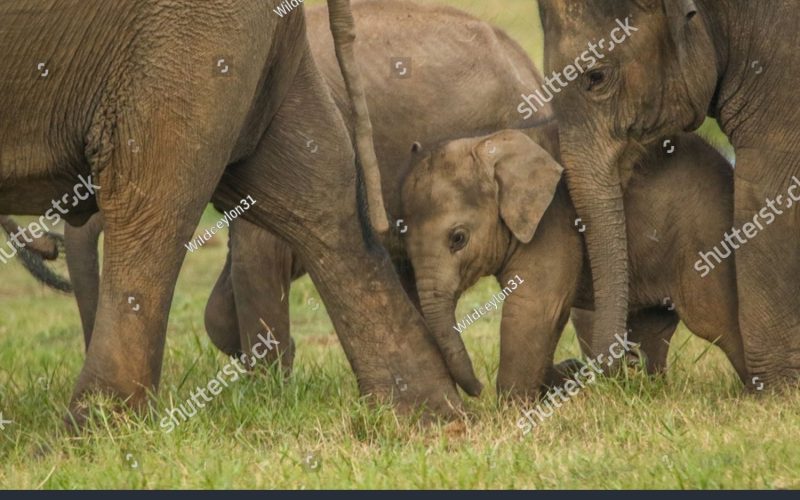 stock-photo-cute-little-elephant-with-family-sri-lanka-2418402609